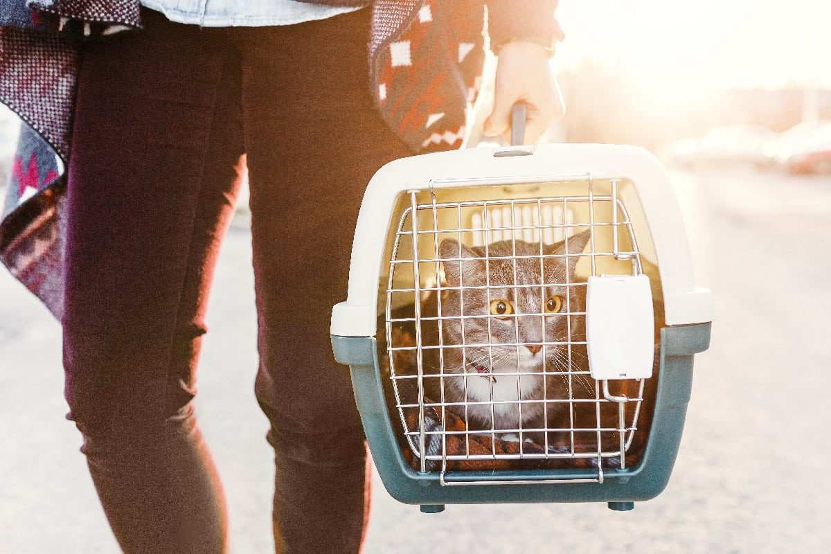 Woman is transporting a cat in a special plastic cage or carrying bag