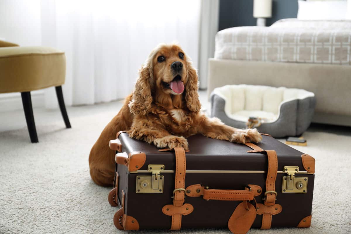 cute photo of a furry dog on top of a glider luggage classic look old school