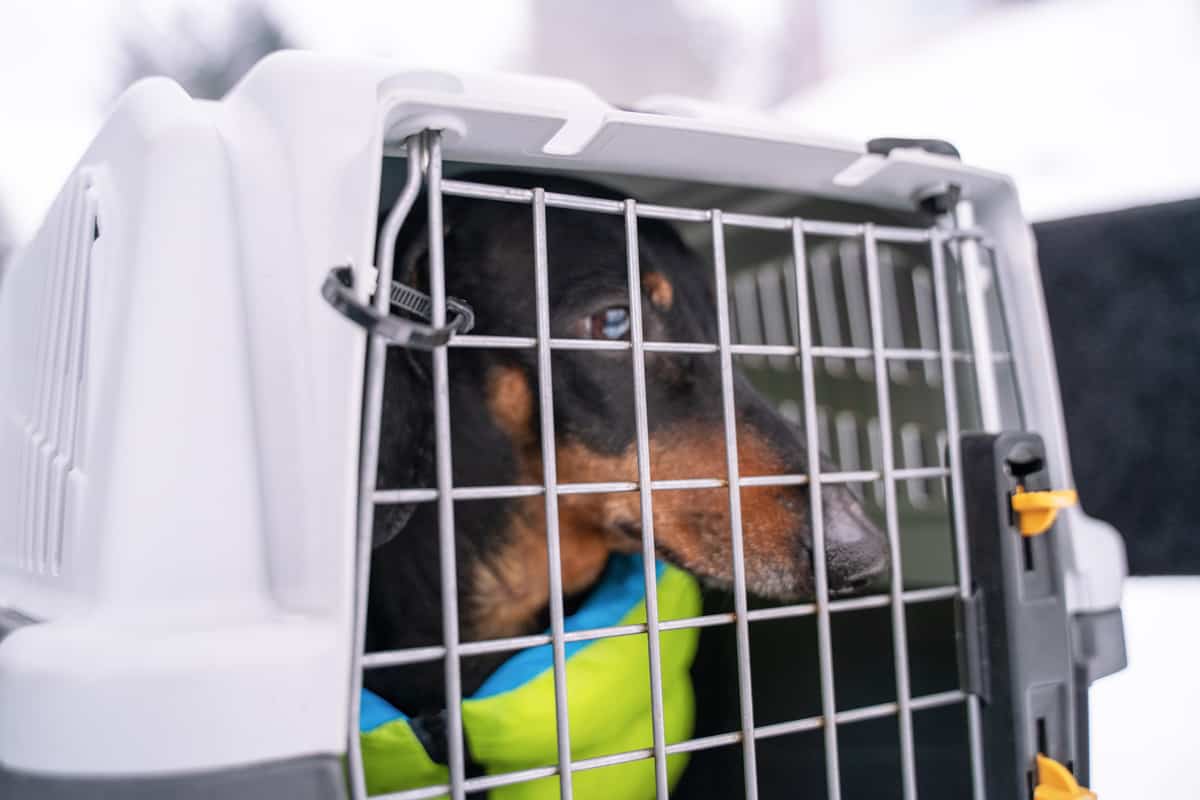 Cute black and tan dachshund wearing pretty vibrant jacket, sitting in closed cage. Special dog carry bag for airplanes or trains. Travelling with pet concept.
