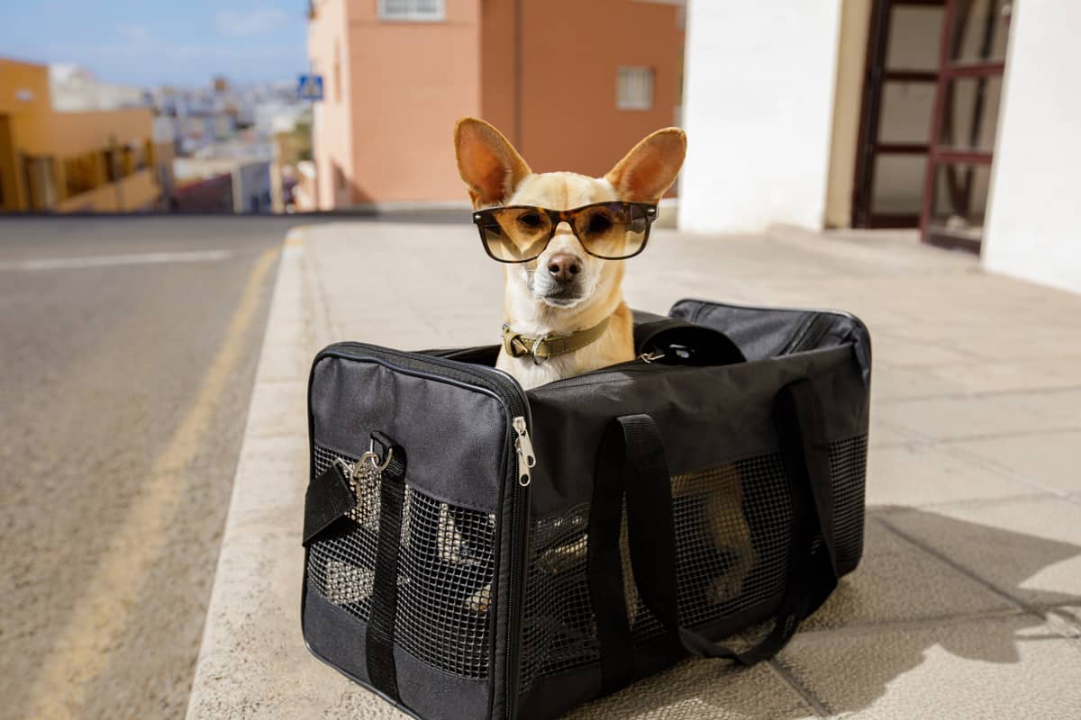 Dog in transport box or bag ready to travel