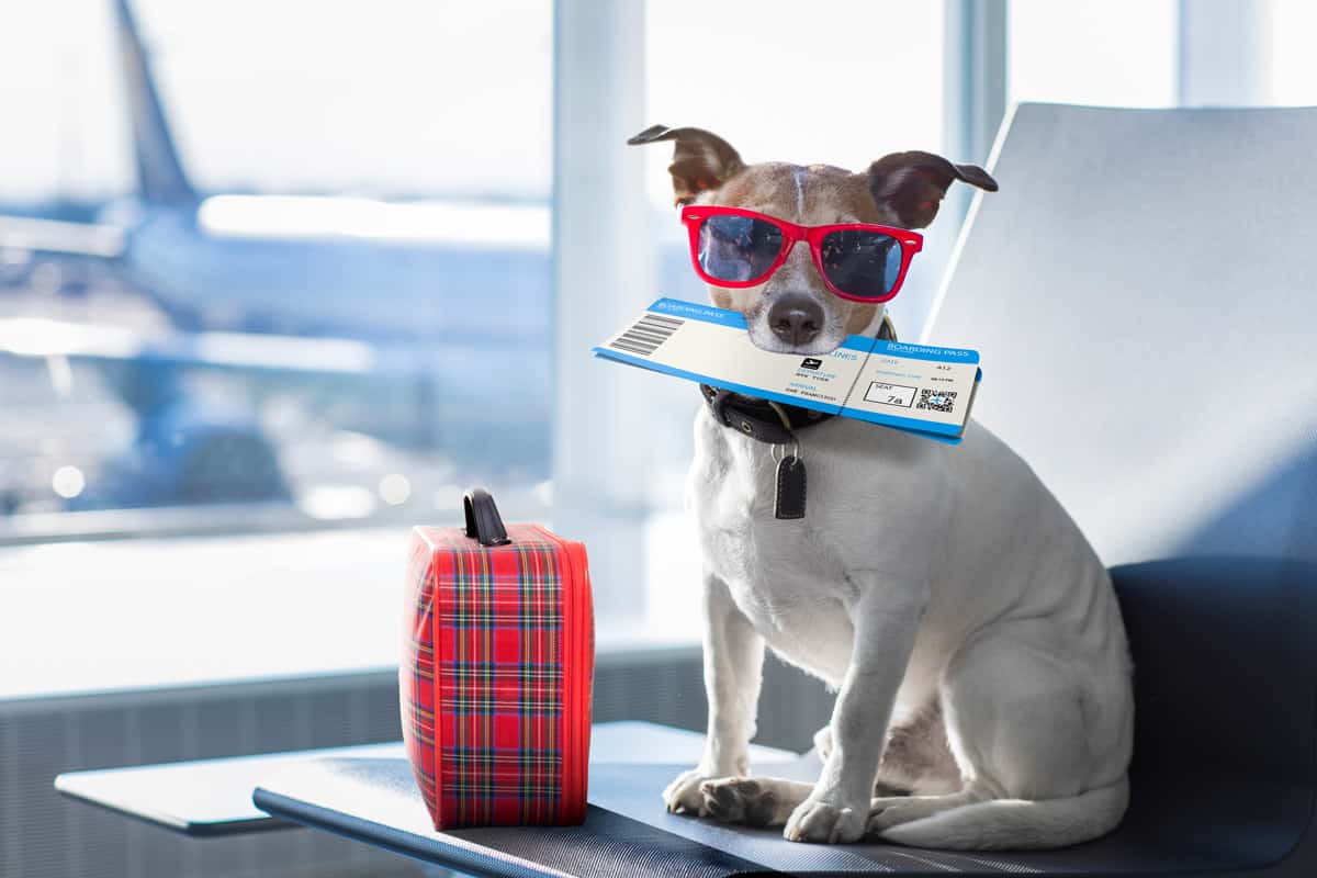 holiday vacation jack russell dog waiting in airport terminal ready to board the airplane or plane at the gate, luggage or bag to the side.